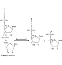 Экзонуклеаза III из забуференного водного раствора глицерина Escherichia coliBE25 / psGR3 Sigma E1131