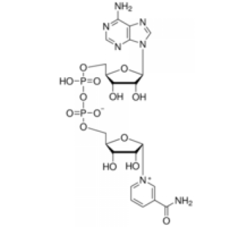 -Никотинамидадениндинуклеотид из Saccharomyces cerevisiae, <1% -изомер, 95% Sigma N6754